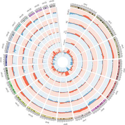 DNA Copy Number Changes in Diffuse Large B Cell Lymphomas